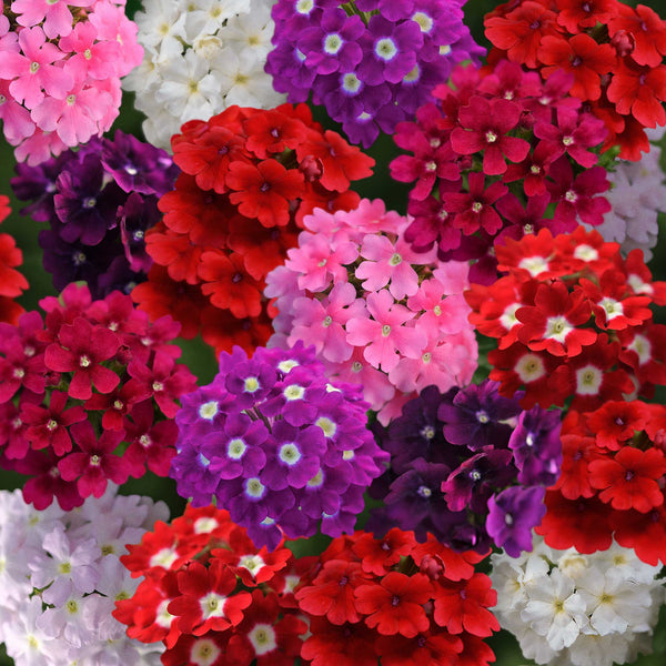 verbena-quartz-mix-bal-