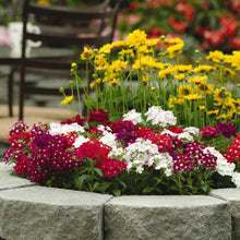 Verbena quartz mix pink, purple and white flowers in a sunny garden background