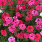 Close-up of pink and red verbena sweetheart kisses flowers with green leaves