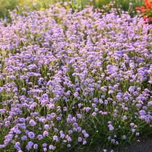 A field of purple verbena vanity with a few red flowers in the background.