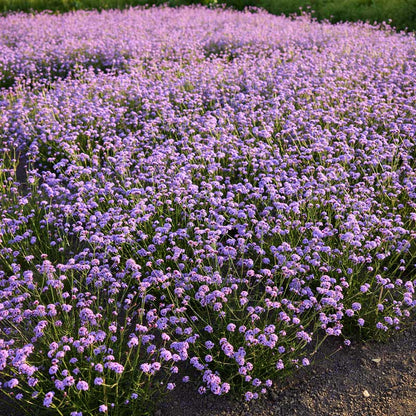 A field of purple verbena vanity.