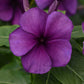Close-up of a purple vinca tattoo blueberry flower with green leaves in the background