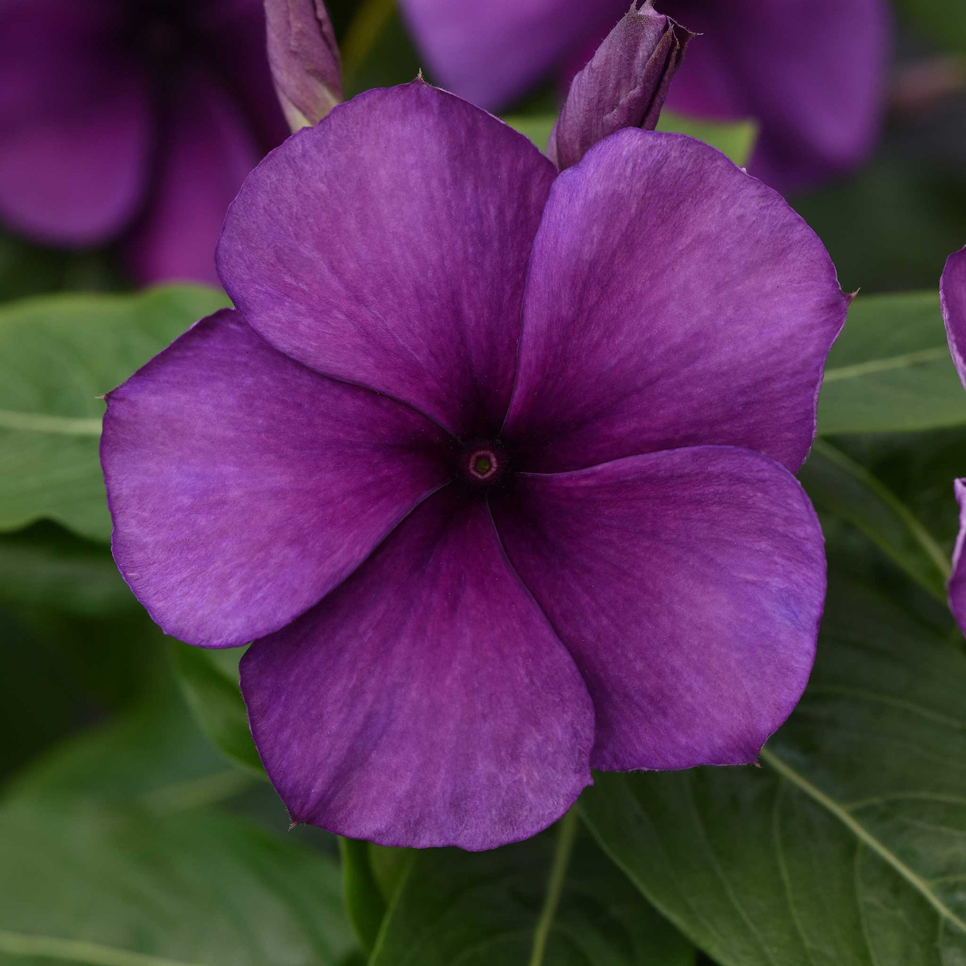 Close-up of a purple vinca tattoo blueberry flower with green leaves in the background