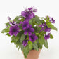 Potted plant with purple vinca tattoo blueberry flowers and green leaves on a white background