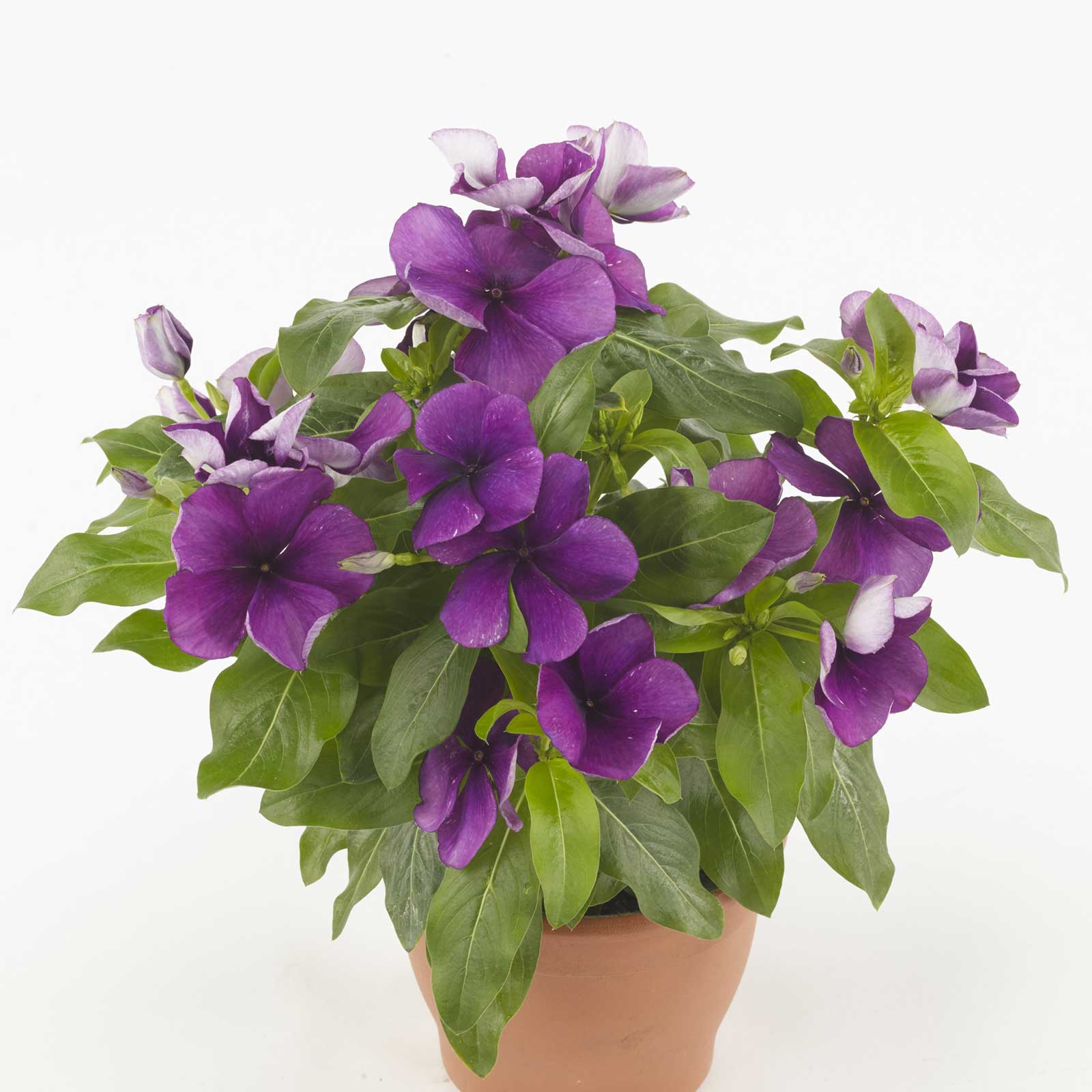 Potted plant with purple vinca tattoo blueberry flowers and green leaves on a white background