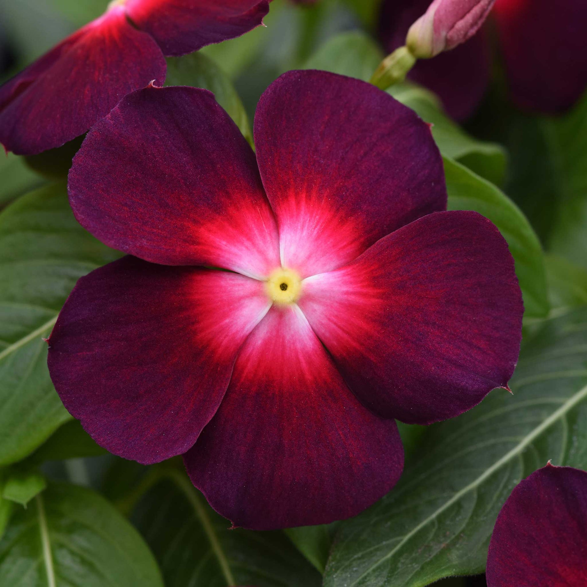 Close-up of a vibrant purple and red vinca tattoo boysenberry flower with green leaves.