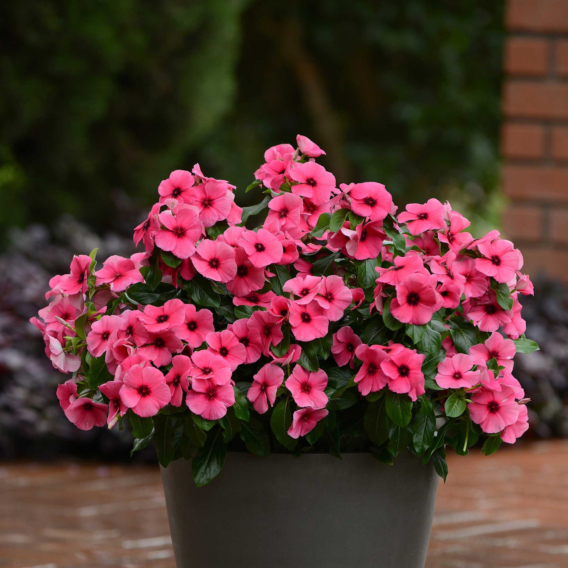 Potted vinca tattoo raspberry plant with pink flowers in front of a brick wall