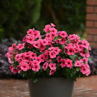 Periwinkle Seeds | Shop 8 Varieties | Eden Brothers