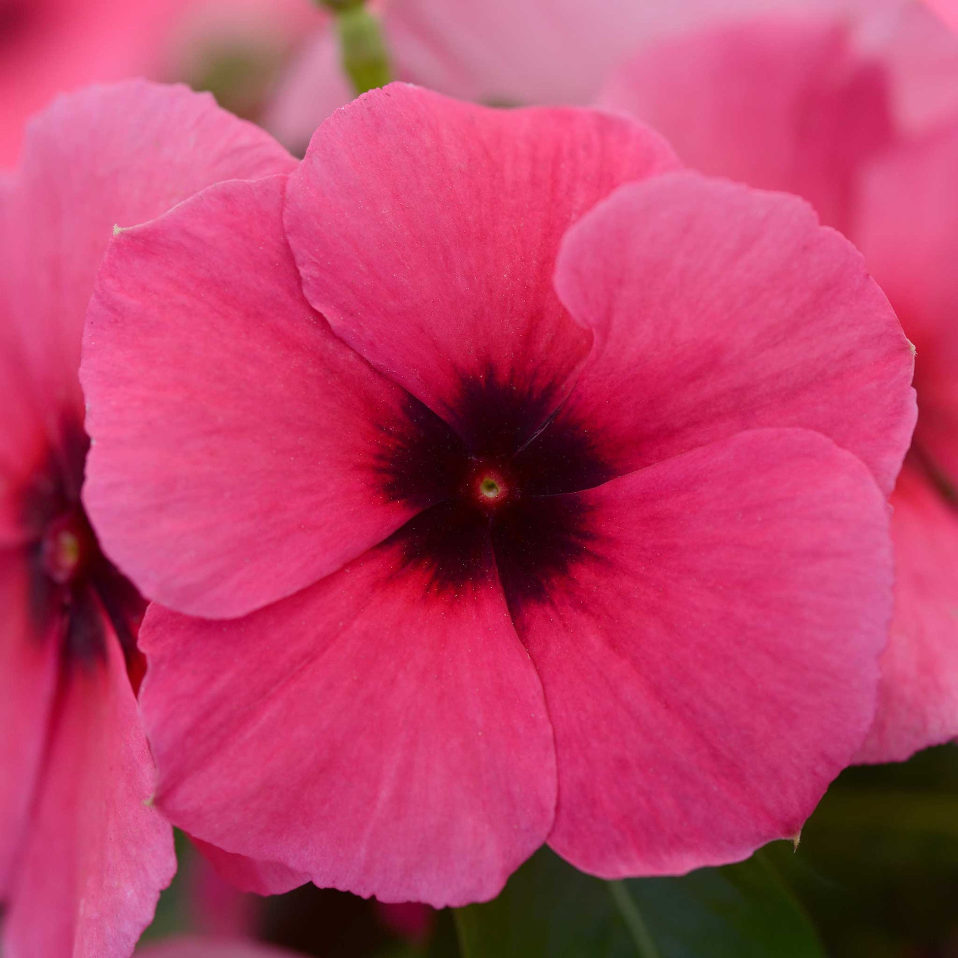 Close-up of a pink vinca tattoo raspberry flower with a dark center