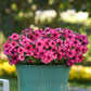 Potted plant with pink vinca tattoo raspberry flowers against a blurred green background