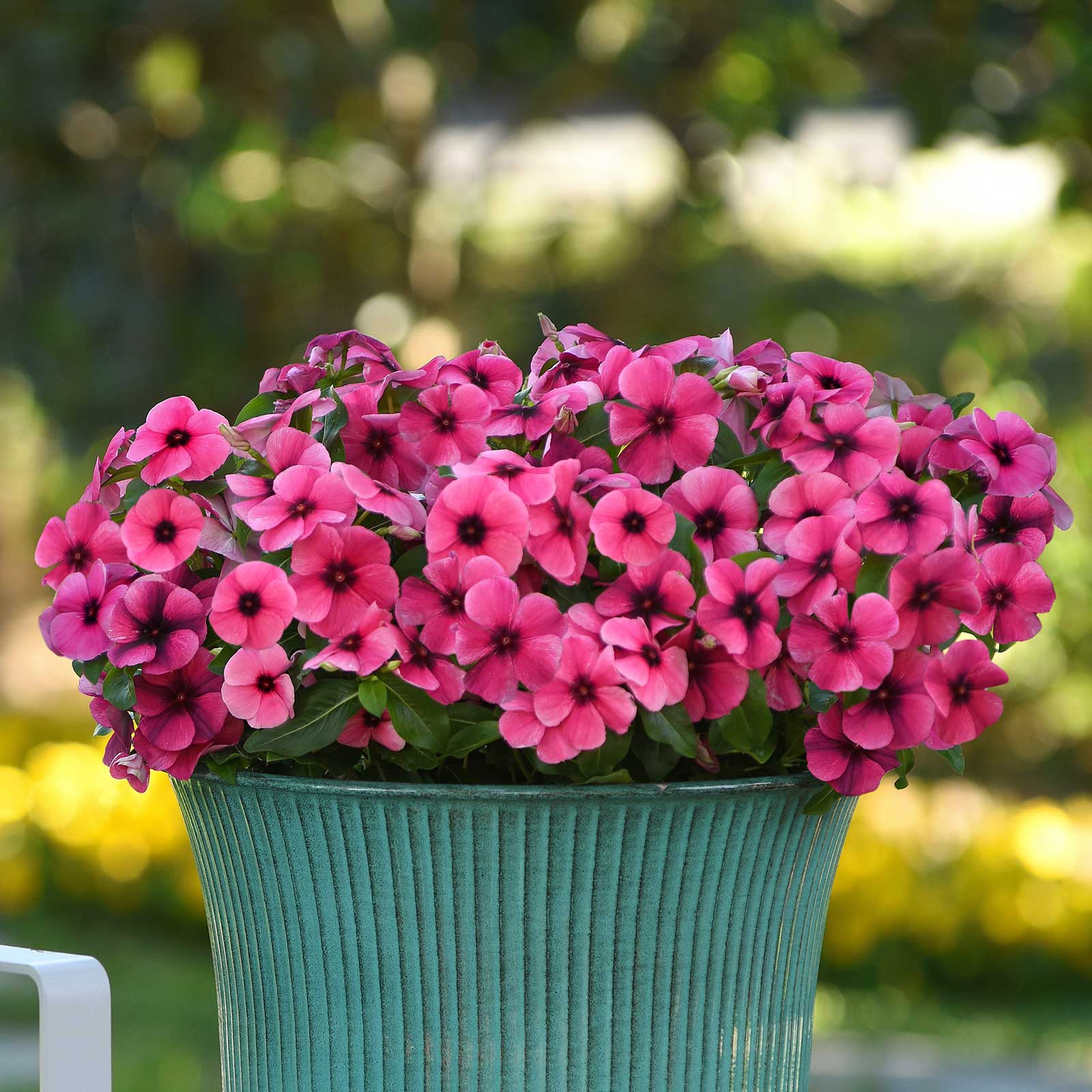 Potted plant with pink vinca tattoo raspberry flowers against a blurred green background