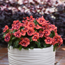 Vinca tattoo tangerine orange flowers in a white pot with a blurred background