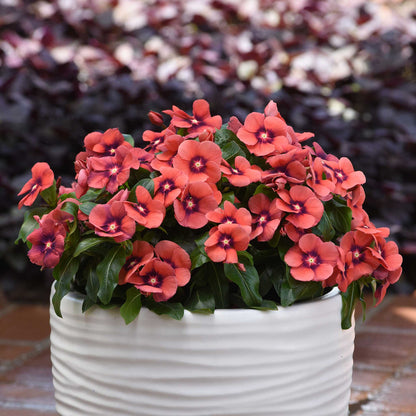 Vinca tattoo tangerine orange flowers in a white pot with a blurred background