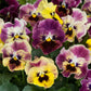 viola frizzle sizzle mini tapestry