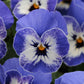 Blue Ullswater Pansy Seeds – Heirloom Viola Seeds, 50 Count, Easy To Grow Biennial Flowers