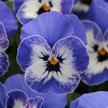 Viola sorbet delft blue purple and blue blooms with yellow centers on a plain backdrop.
