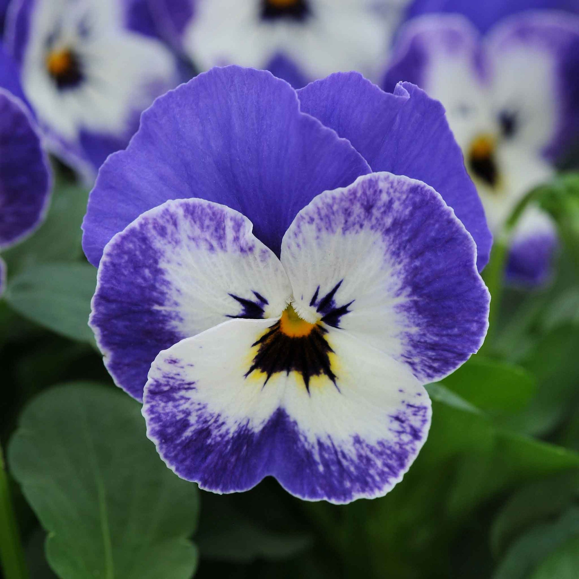 Viola sorbet delft blue single purple bloom with dark center and yellow accents on a green backdrop.