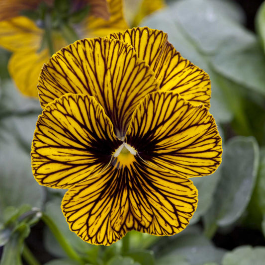 viola tiger eye yellow