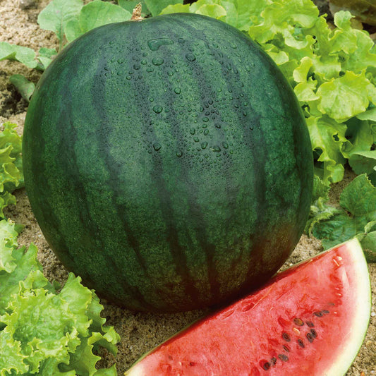 A large, Florida Giant watermelon with a dark green rind and dark green stripes, shown with a slice of watermelon.