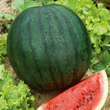 A large, Florida Giant watermelon with a dark green rind and dark green stripes, shown with a slice of watermelon.