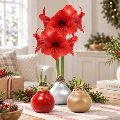 Silver, red, and gold wax amaryllis bulb with red blooms in an indoor setting showing the different stages of growth.