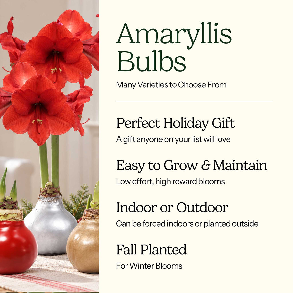 Graphic for amaryllis bulbs showing their characteristics with red blooms on the left.
