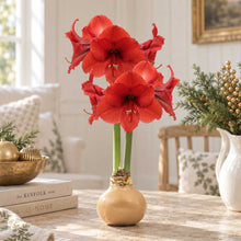 Gold wax amaryllis bulb with red blooms in an indoor setting.