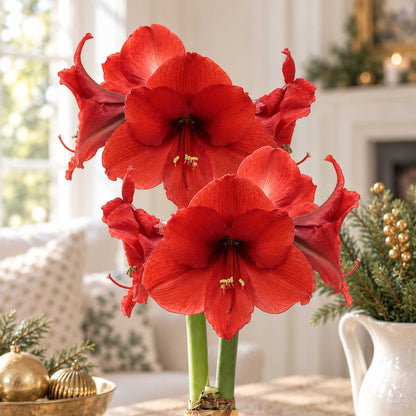 Close up of Gold wax amaryllis bulb with red blooms in an indoor setting.