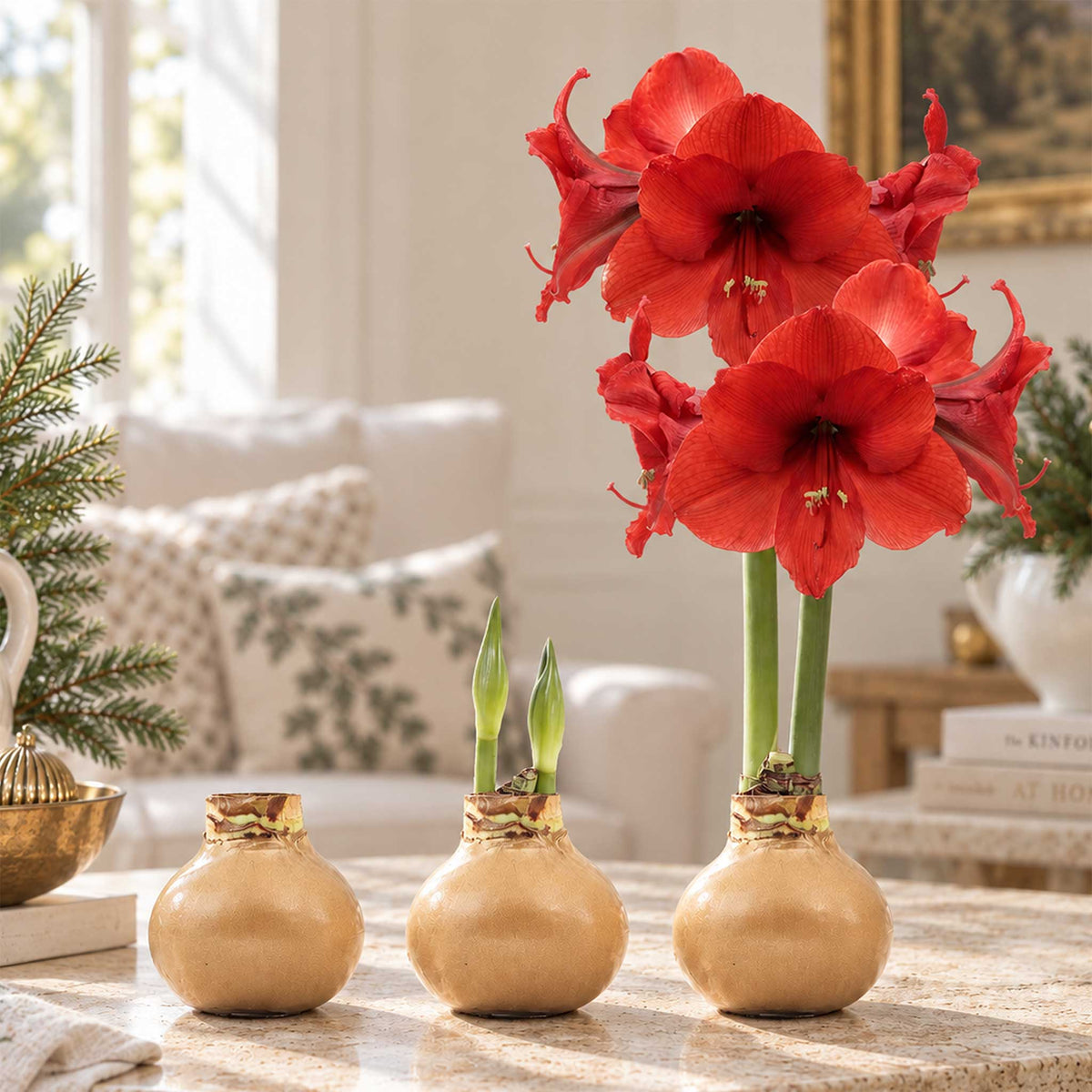 Gold wax amaryllis bulb with red blooms in an indoor setting showing the different stages of growth.