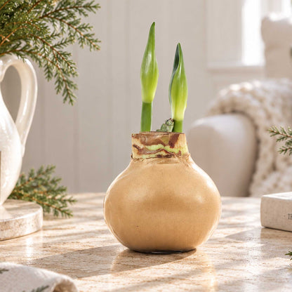Gold wax amaryllis bulb with red blooms in an indoor setting showing the beginning shoots of the bloom