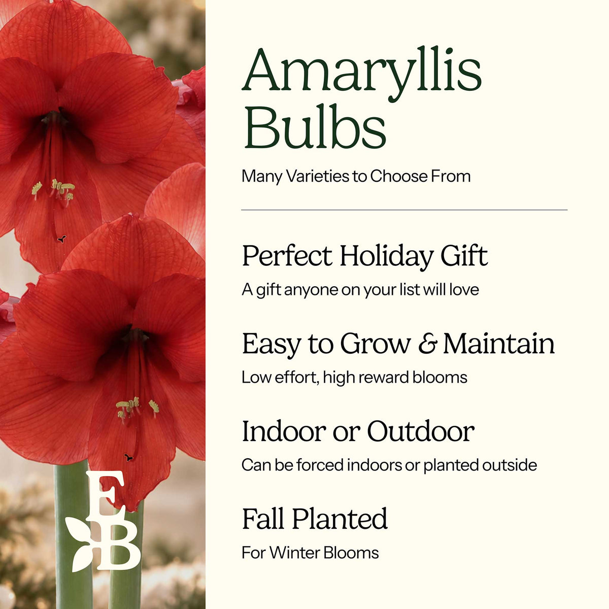 Graphic for amaryllis bulbs showing their characteristics with red blooms on the left.
