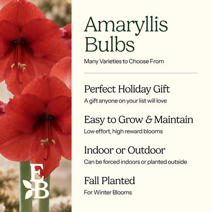 Graphic for amaryllis bulbs showing their characteristics with red blooms on the left.