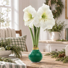 Green wax amaryllis bulb with white blooms in an indoor setting.