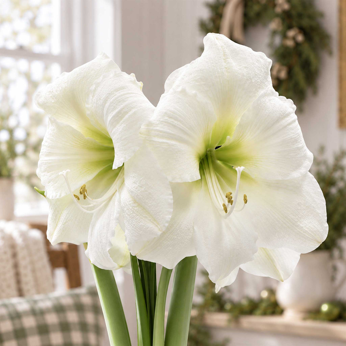 Close up of Green wax amaryllis bulb with white blooms in an indoor setting.