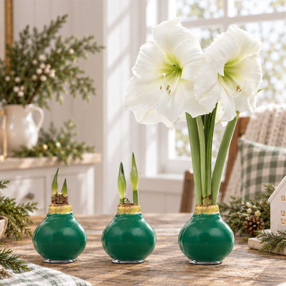 Green wax amaryllis bulb with white blooms in an indoor setting showing the different stages of growth.