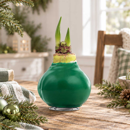 Green wax amaryllis bulb with white blooms in an indoor setting showing the beginning shoots of the bloom