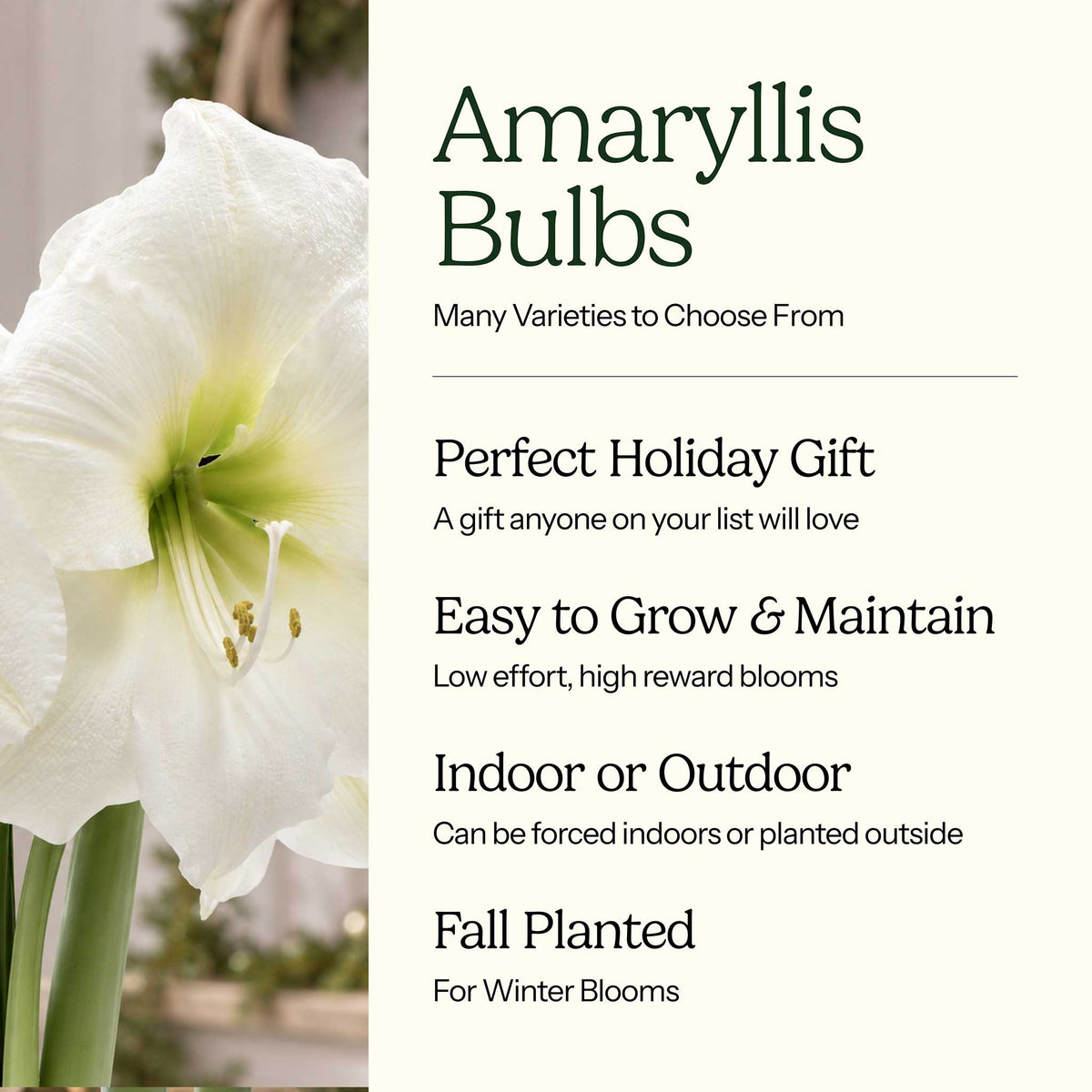 Graphic for amaryllis bulbs showing their characteristics with white blooms on the left.