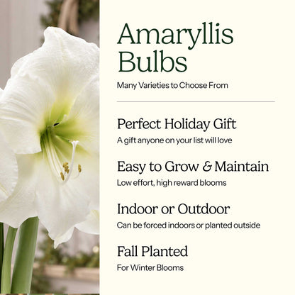 Graphic for amaryllis bulbs showing their characteristics with white blooms on the left.