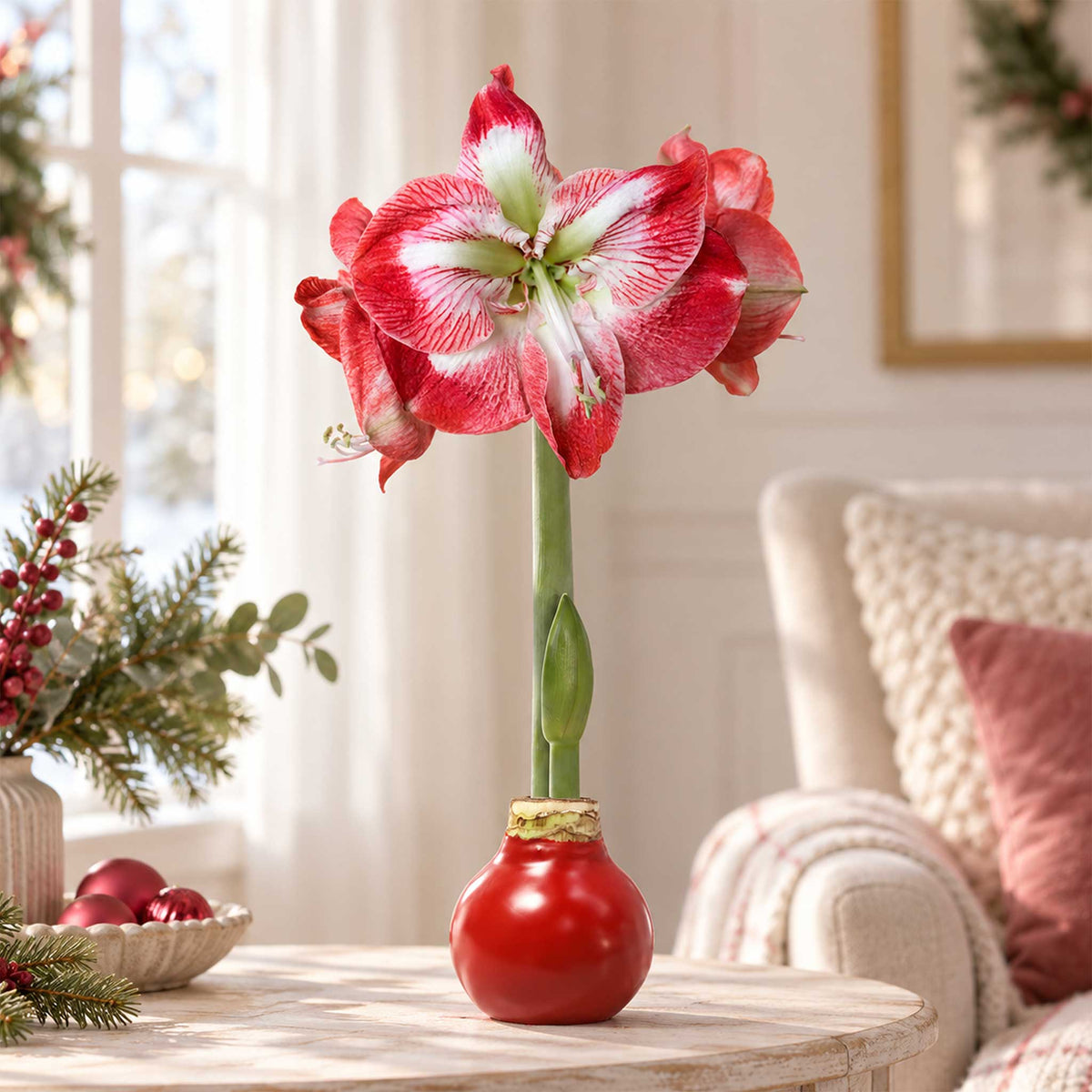 Red wax amaryllis bulb with red and white blooms in an indoor setting.