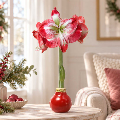 Red wax amaryllis bulb with red and white blooms in an indoor setting.