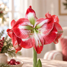 Close up of Red wax amaryllis bulb with red and white blooms in an indoor setting.