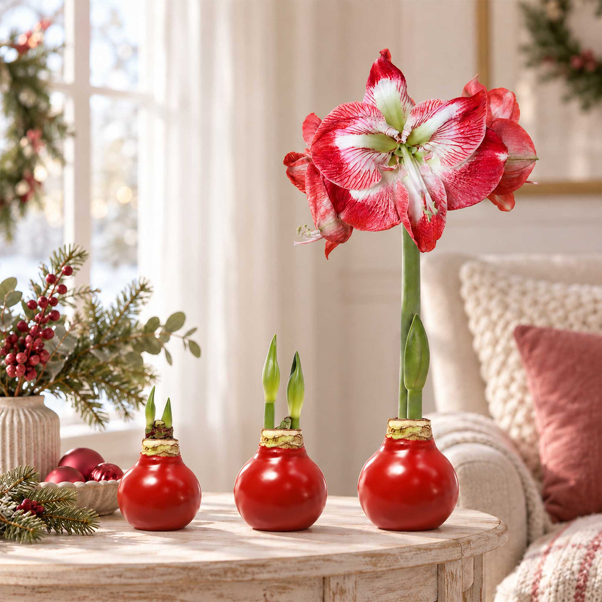 Red wax amaryllis bulb with red and white blooms in an indoor setting showing the different stages of growth.