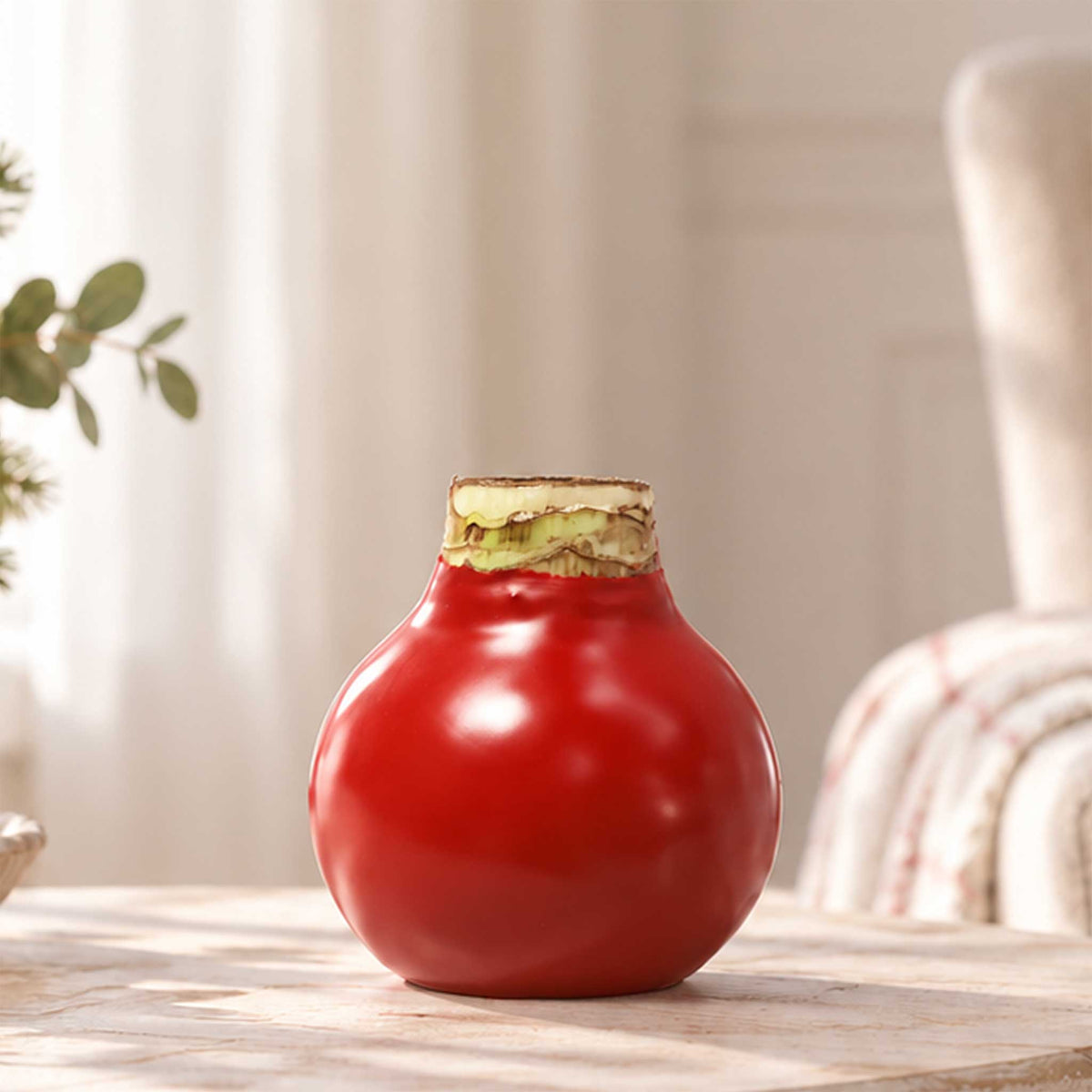 Red wax amaryllis bulb with red and white blooms in an indoor setting showing only the bulb