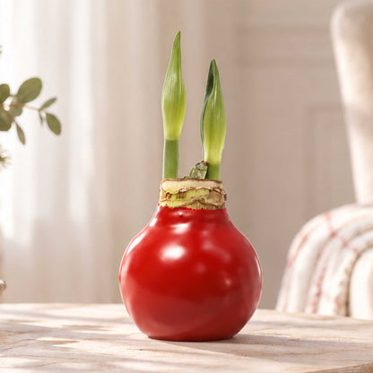 Red wax amaryllis bulb with red and white blooms in an indoor setting showing the beginning shoots of the bloom