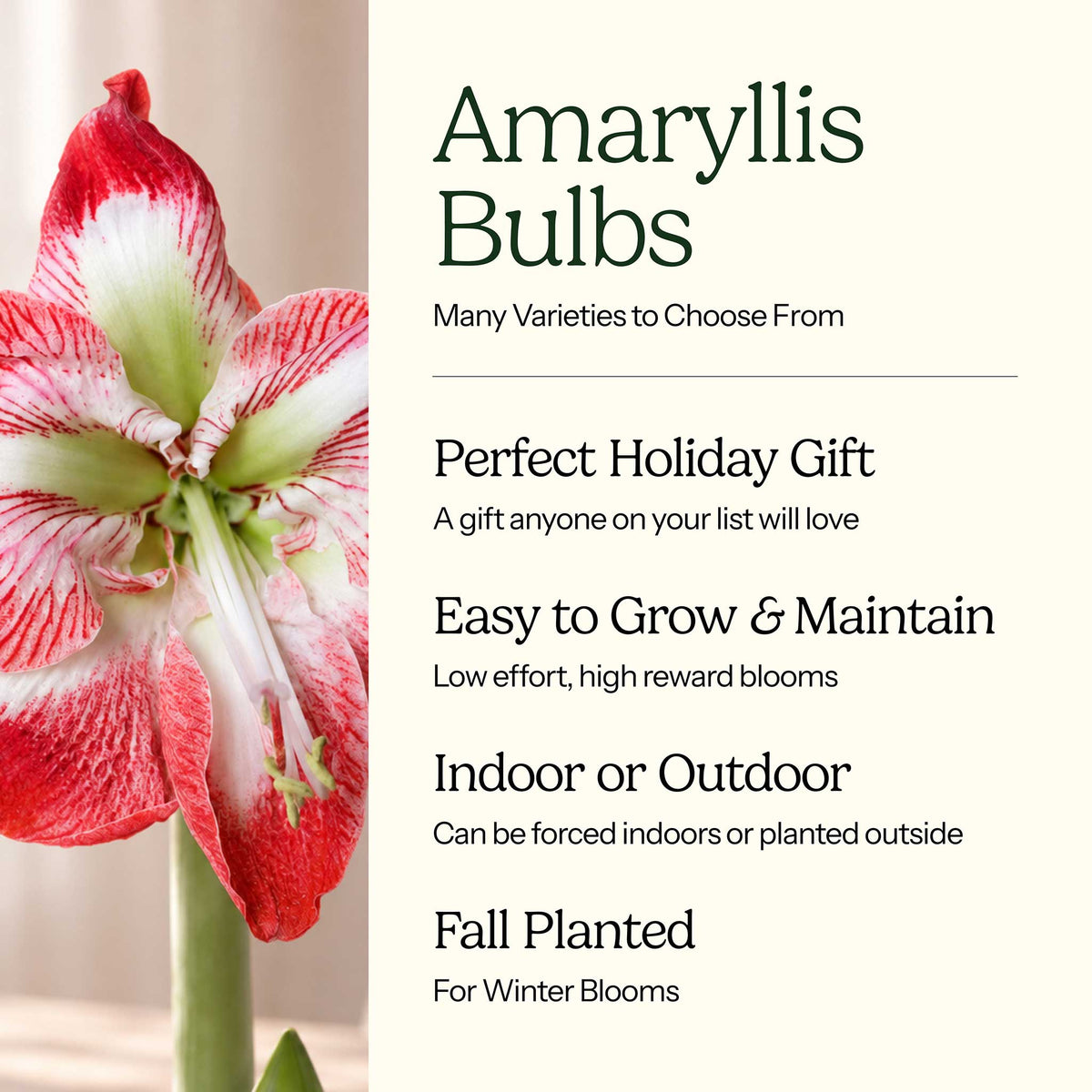Graphic for amaryllis bulbs showing their characteristics with red and white blooms on the left.