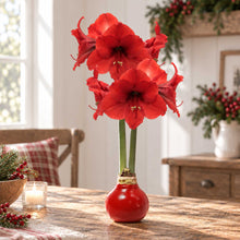 Red wax amaryllis bulb with red blooms in an indoor setting.