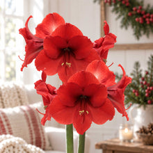 Close up of Red wax amaryllis bulb with red blooms in an indoor setting.