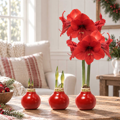 Red wax amaryllis bulb with red blooms in an indoor setting showing the different stages of growth.
