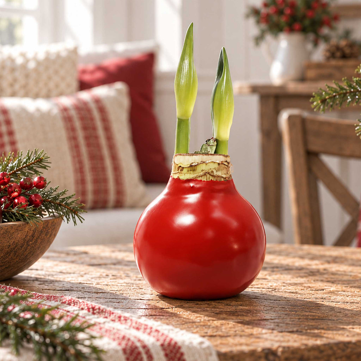 Red wax amaryllis bulb with red blooms in an indoor setting showing the beginning shoots of the bloom