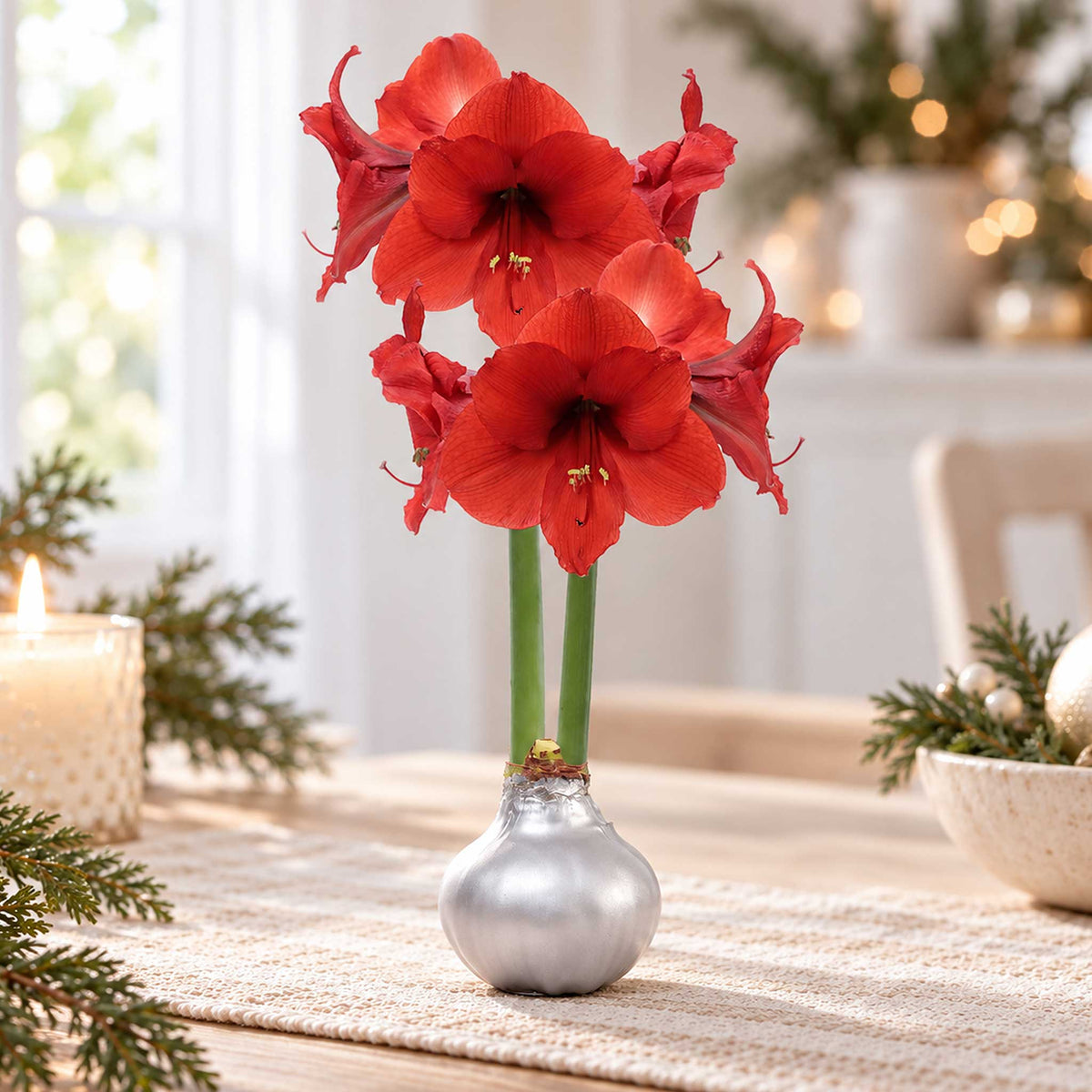 Silver wax amaryllis bulb with red blooms in an indoor setting.